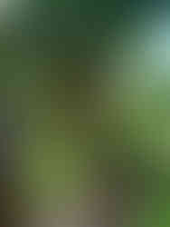 Bananeraie à Tenerife