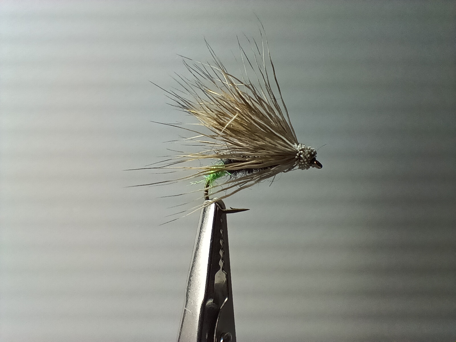 Sedge chevreuil Cul vert - taille 12