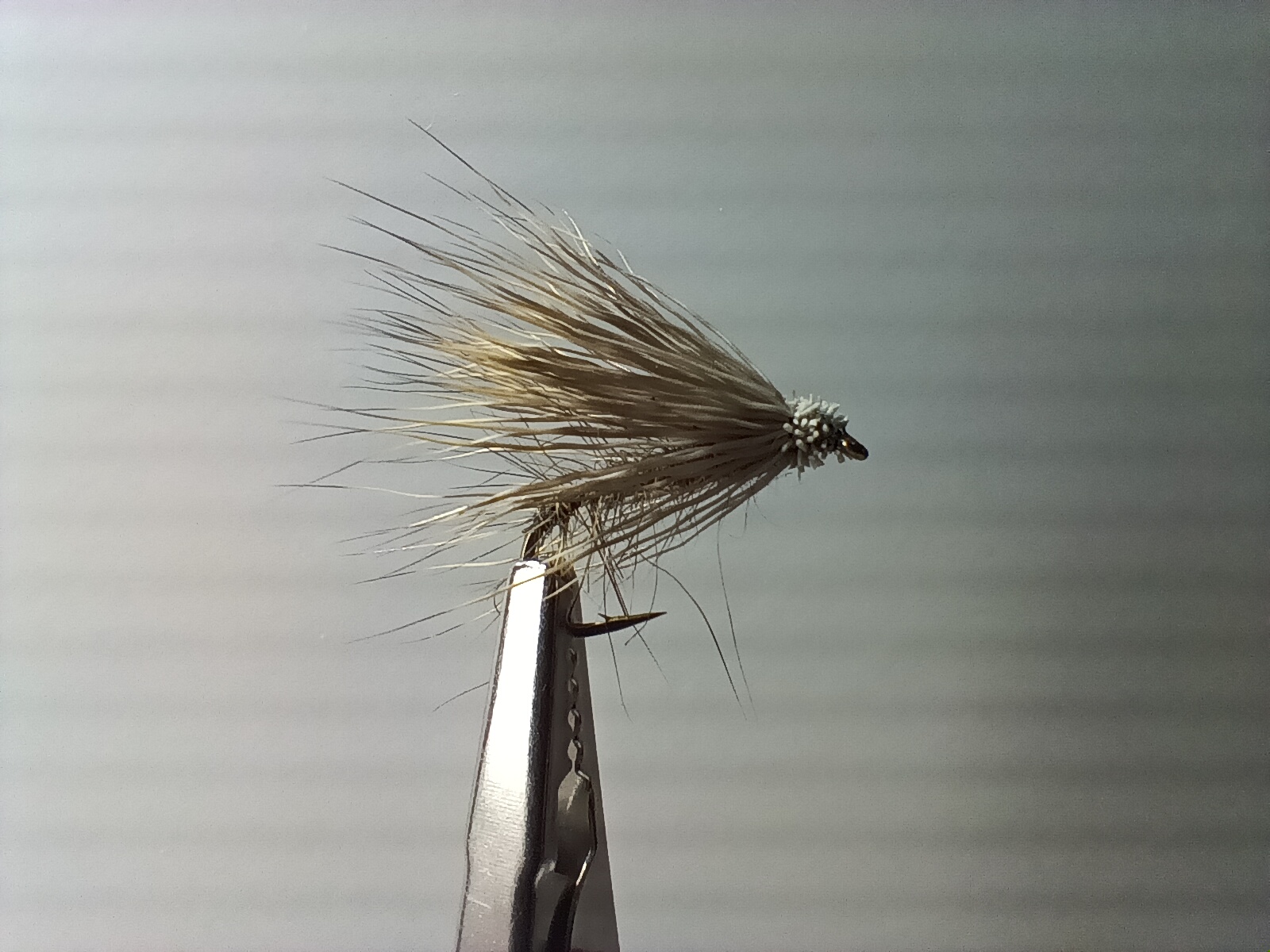 Sedge chevreuil naturel - taille 12