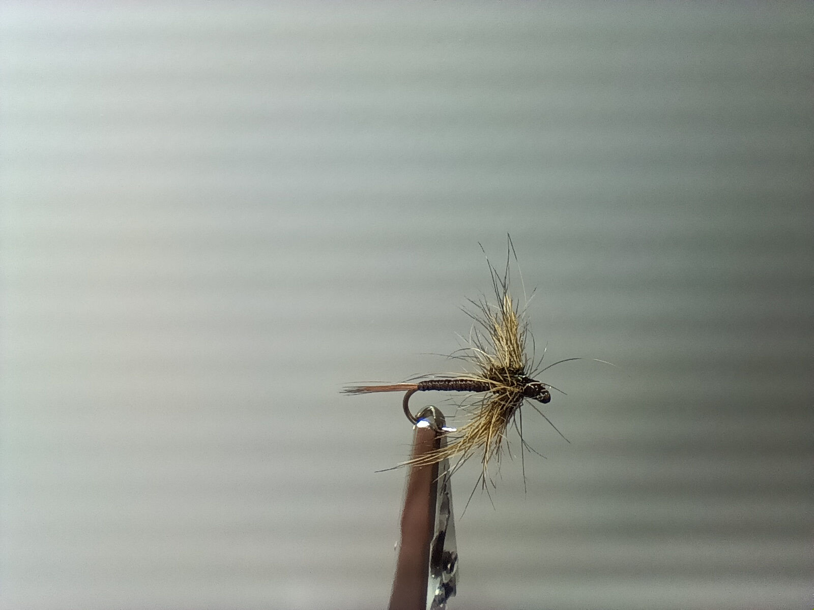 spent Lièvre sombre