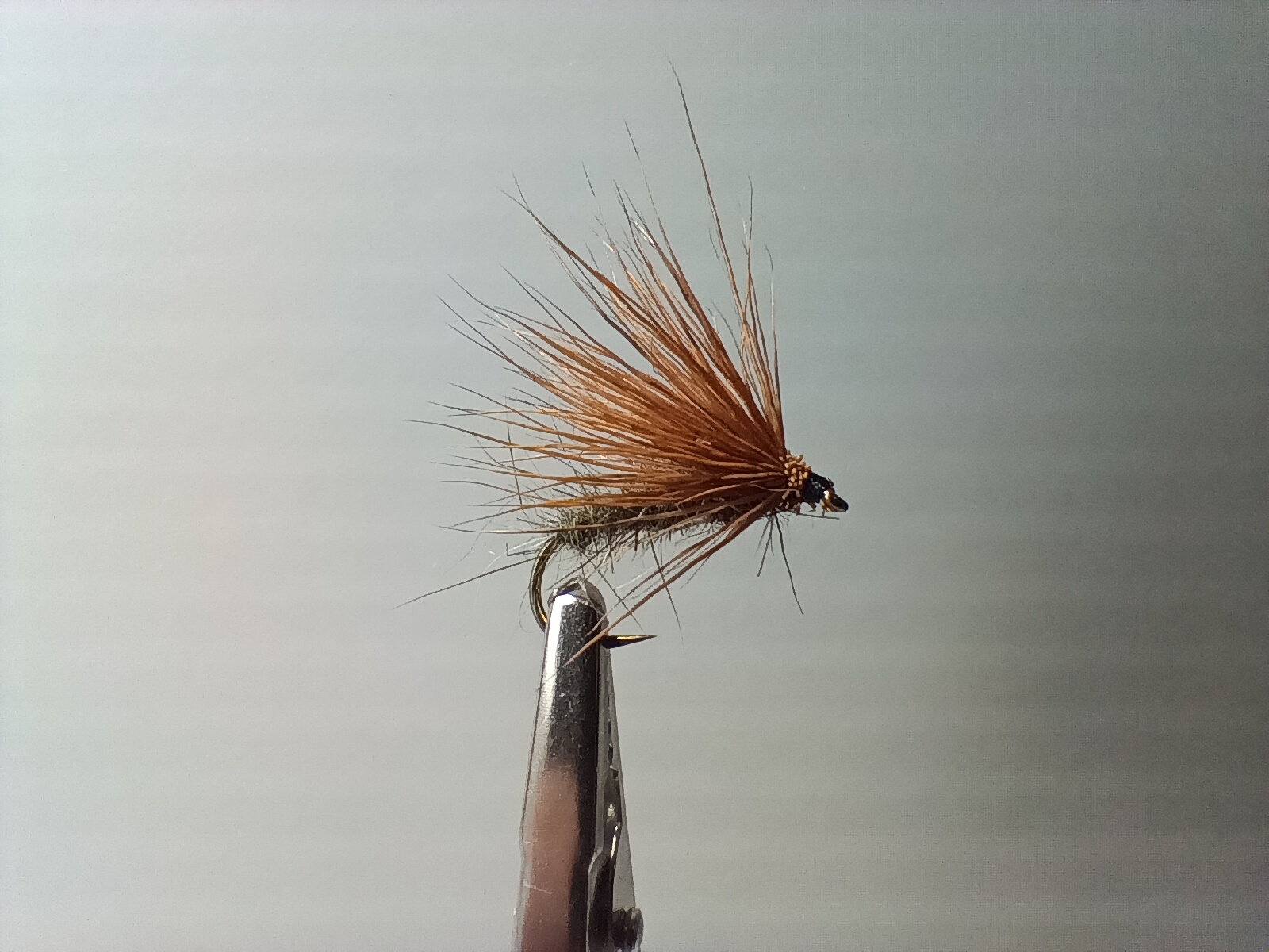 Sedge chevreuil Canelle - taille 12