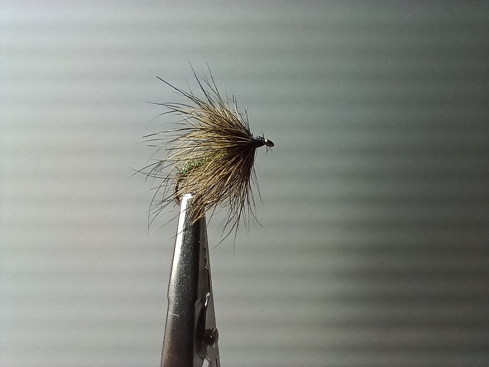 Emergente lièvre Olive flash