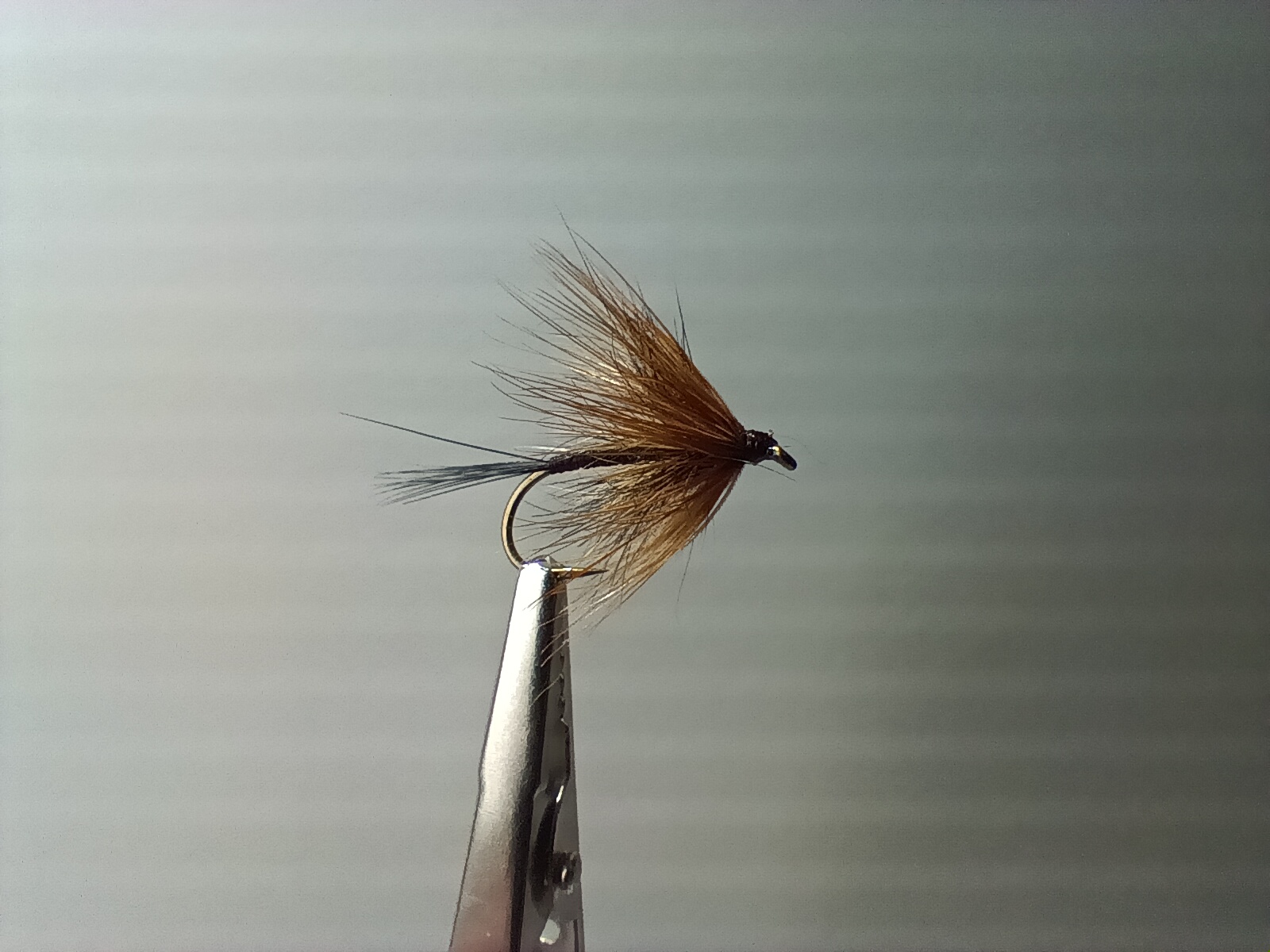 Mouche Brune de Mars - taille 8