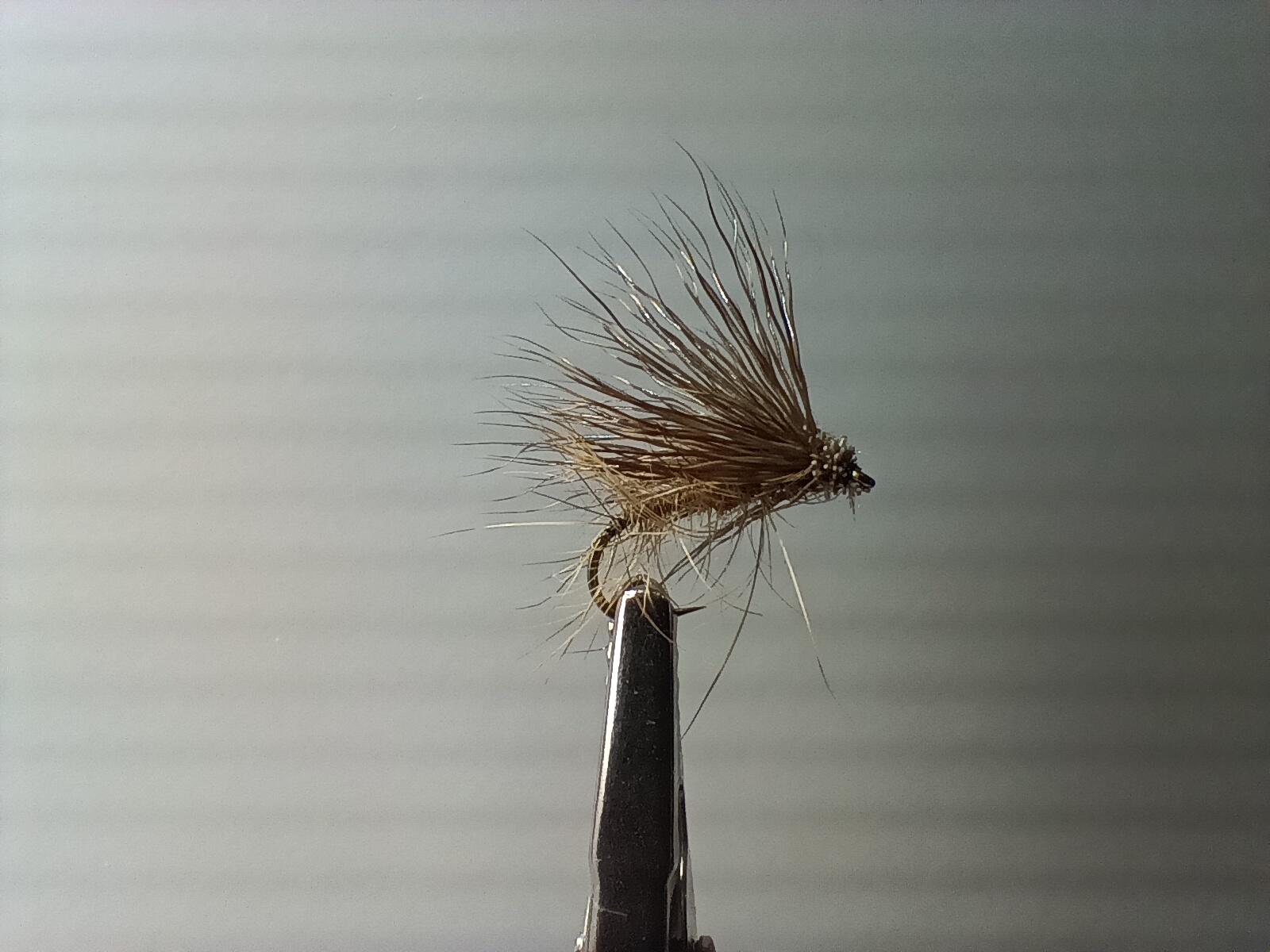 Sedge chevreuil - lièvre - taille 12