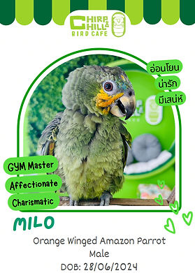 Orange winged Amazon