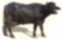 Krushna dudh buffalo