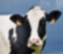 Krushna Dudh Cow