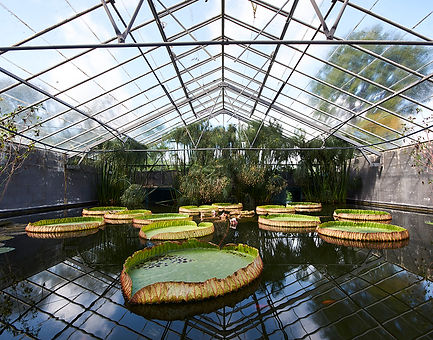 Lily gardens near Immaculate Chateau