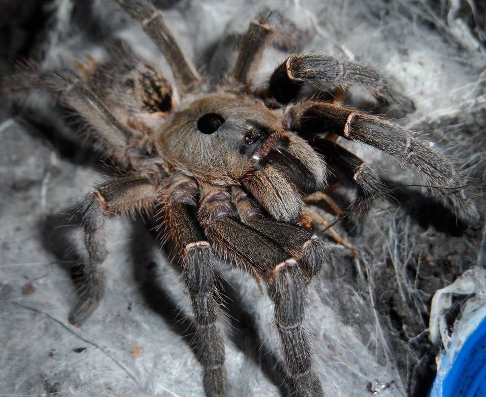 tarantula leg erebus wiki tarantula leg erebus wiki