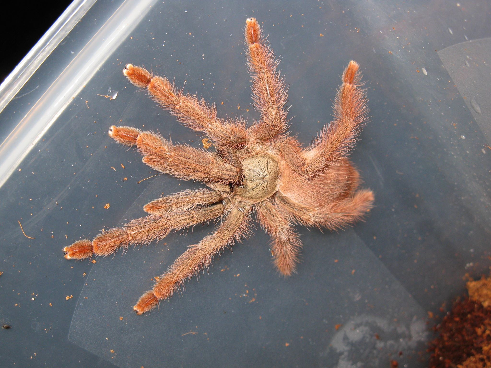 tarantula leg erebus wiki