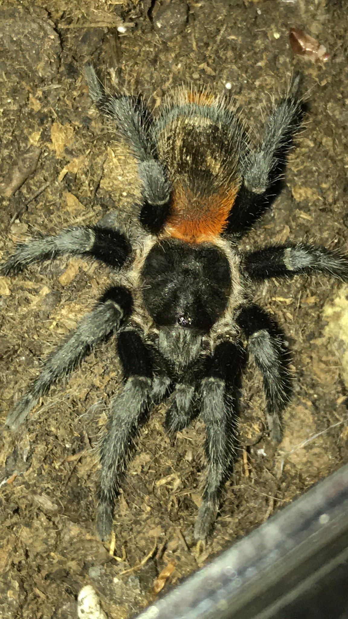 Homoeomma chilensis (Chile Flame) 0.5-1cm
