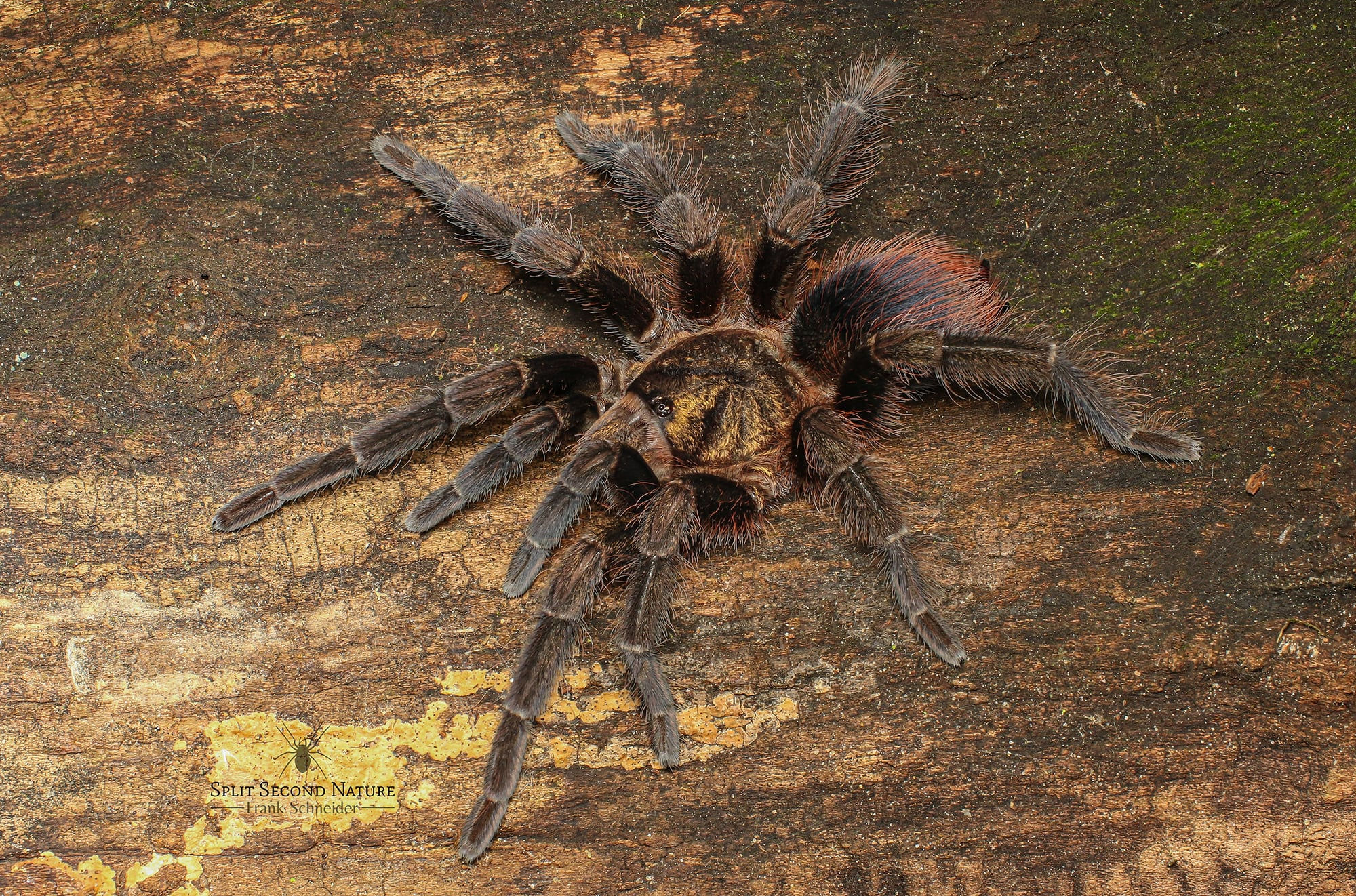 Phormictopus auratus (Cuban Bronze) 5-7cm Male