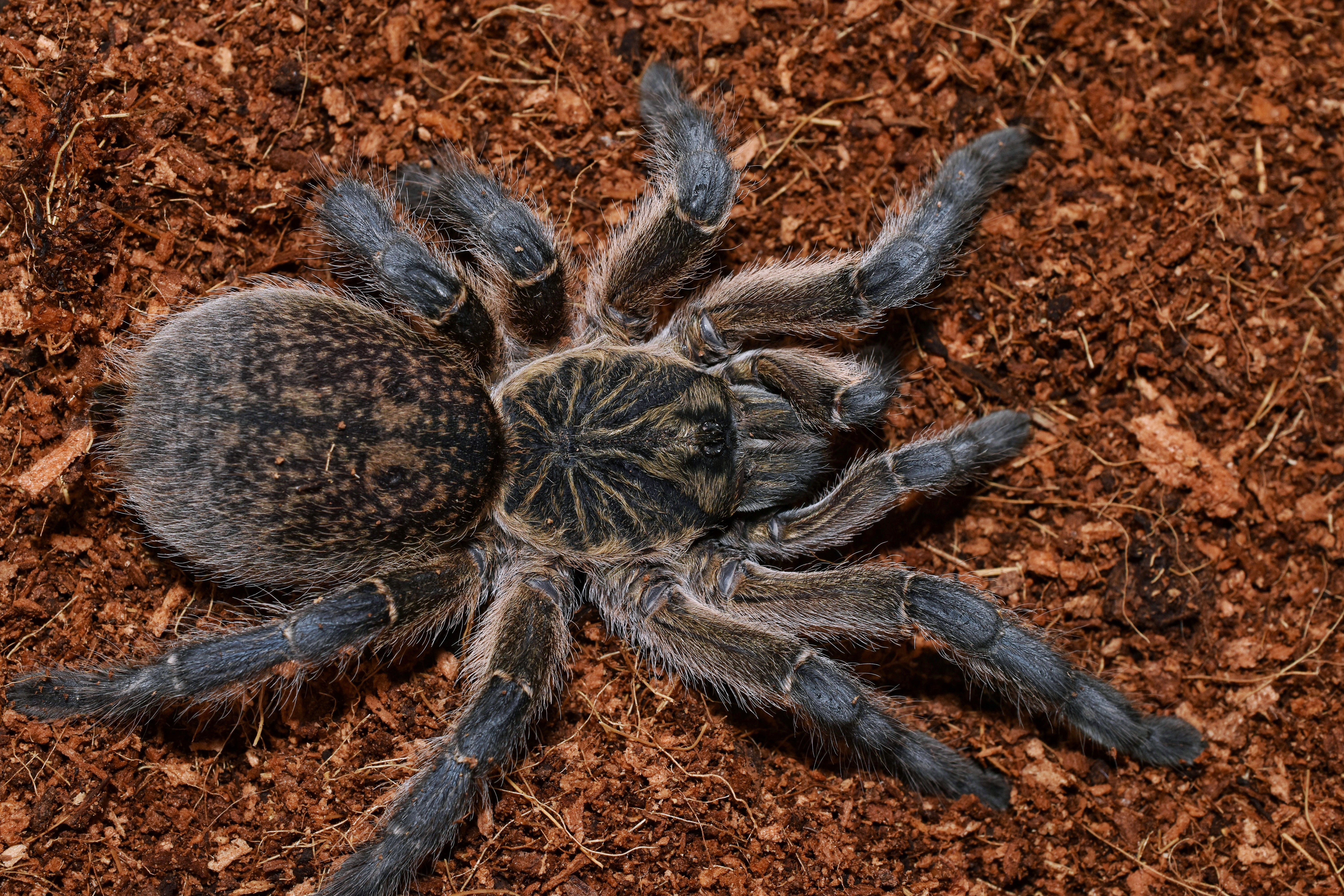 Harpactira pulchripes (Golden Blue Legged Baboon) AF