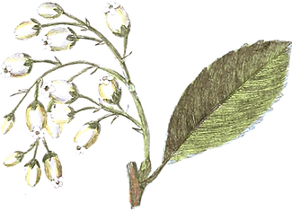 flowers2_edited.png