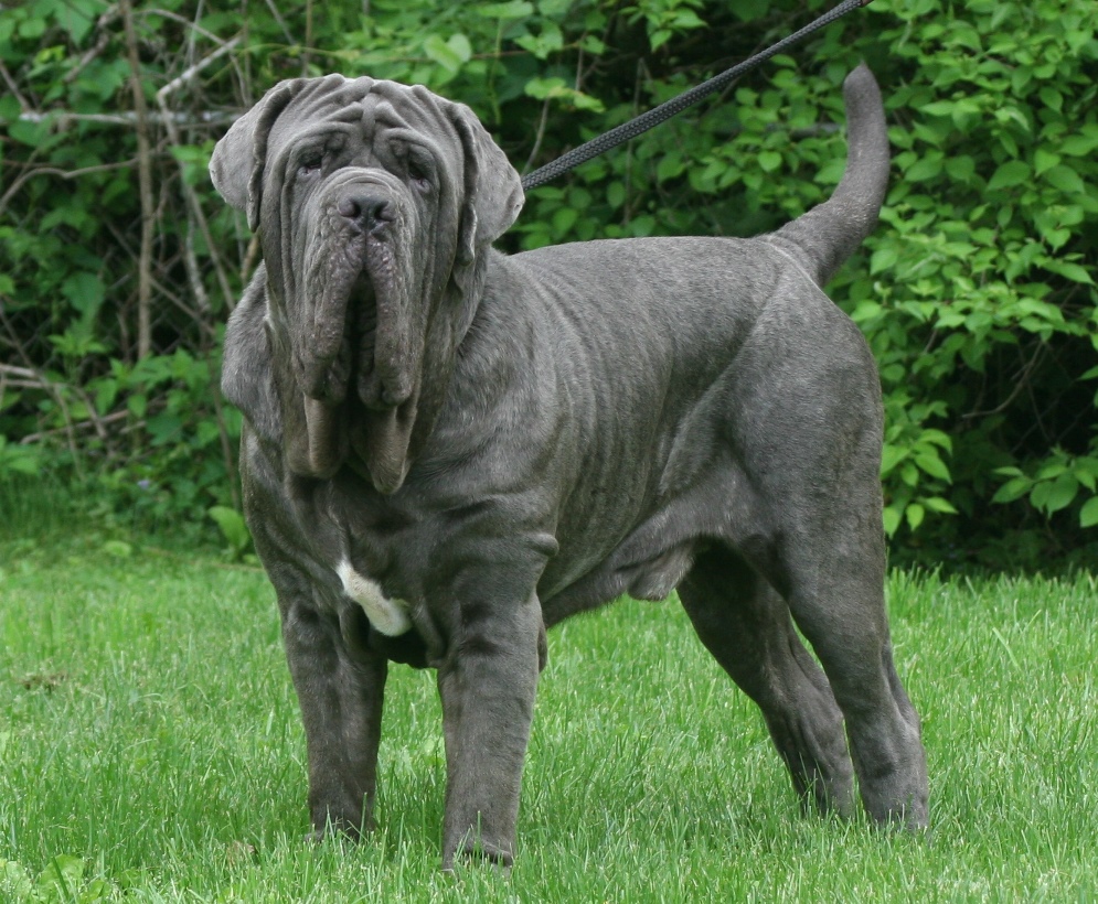 nexgard for puppies review