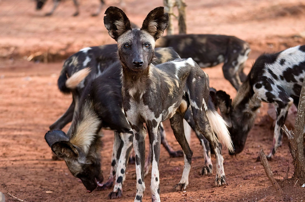 Wilddogs_in_Mkomazi_National_Park.jpg