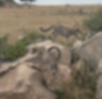 Cheetahs serengeti