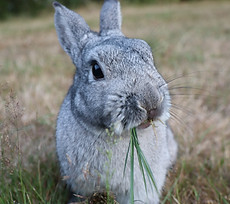 garde-animaux-chien-chat-lapin-chevaux-poule-saint-philbert-de-grand-lieu-nantes-pet-sitti