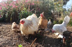 Garde poules