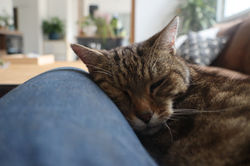 Garde chat