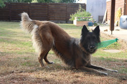 Garde Chien
