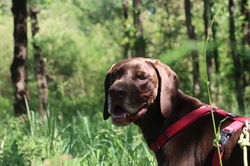 Garde chien