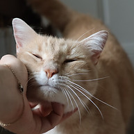 camille-pet-sitting-chat-nantes-garde chat (4).JPG