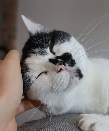 Garde chat, pet-sitting