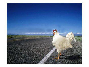 Pourquoi le poulet a-t-il traversé la route ?