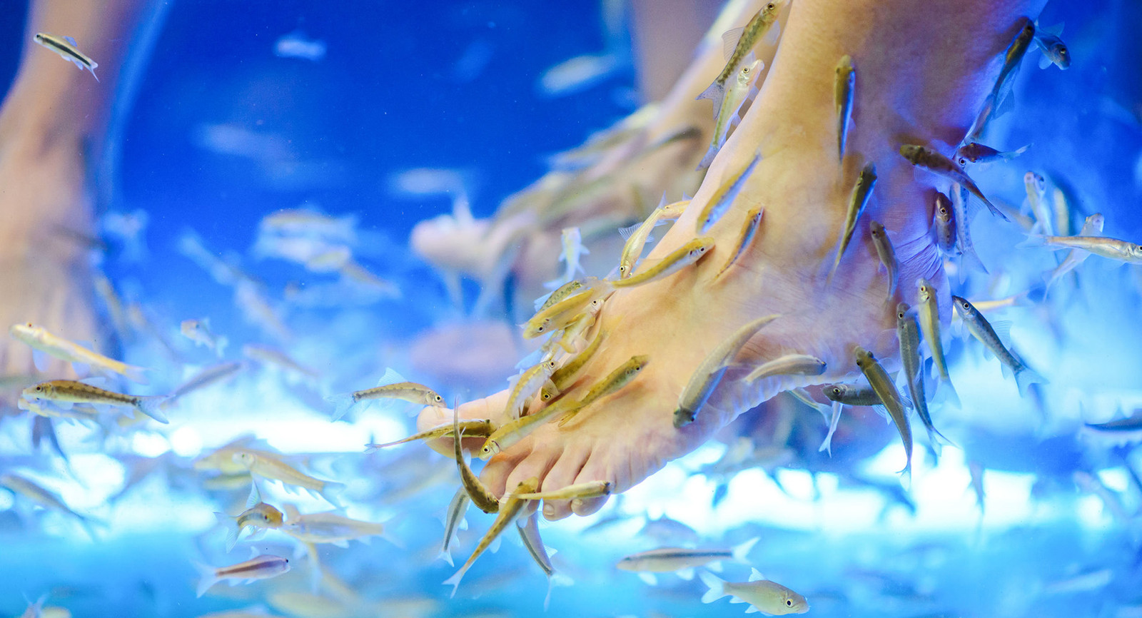 doctor-fish-spa.jpg