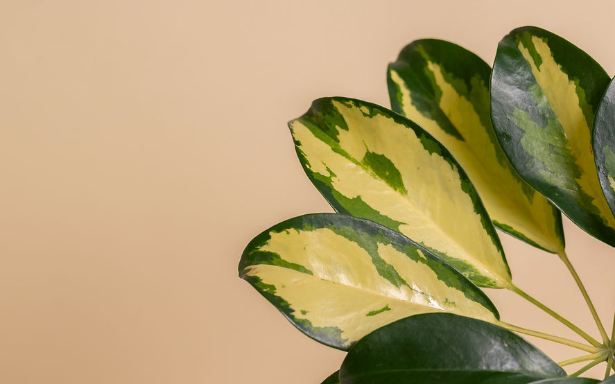 beautiful-bicolor-plant-details_edited_edited_edited.jpg