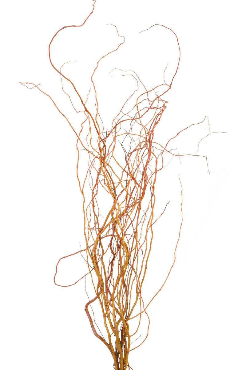 Thumbnail: Curly Willow - Natural Red 3-4ft