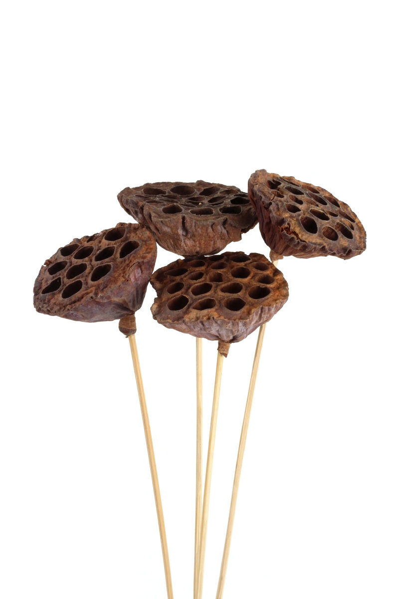 Thumbnail: Lotus Pods