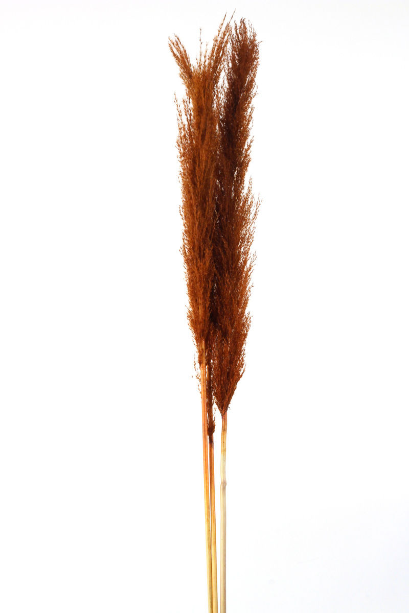 Thumbnail: Pampas Grass Large