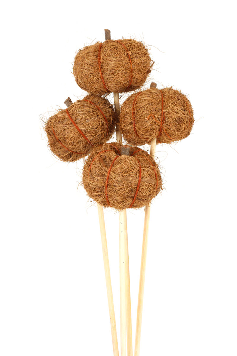 Coco Pumpkins - Stemmed