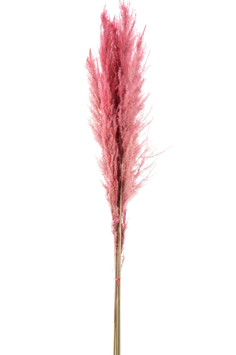 Thumbnail: Pampas Grass Large