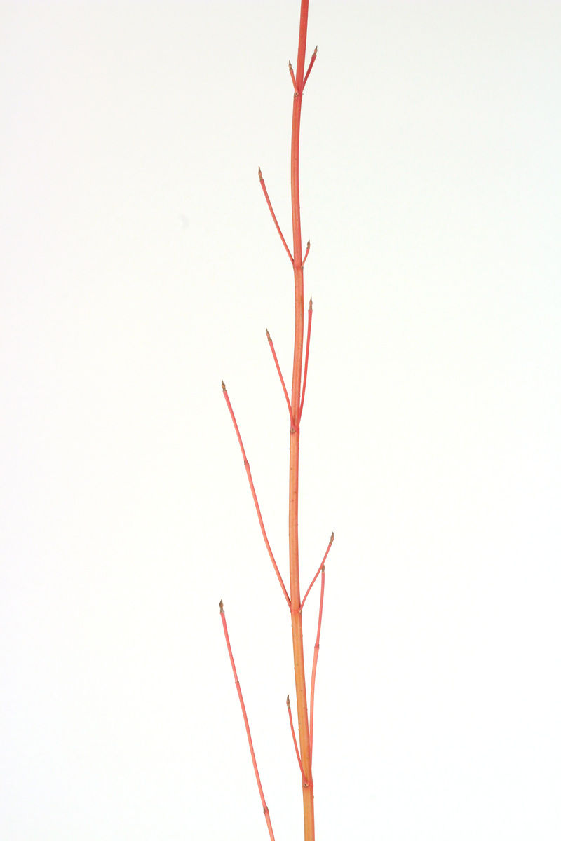 Dogwood - Natural Cardinal 5-6ft