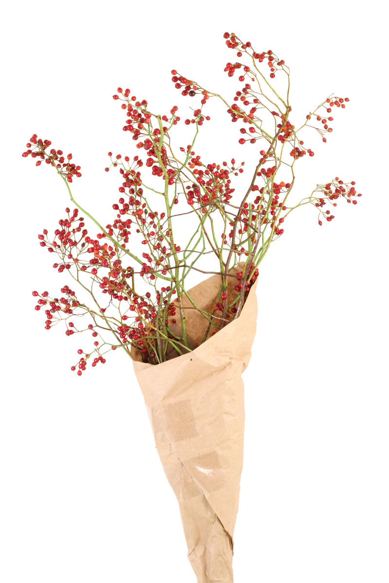 Rosehips 3-4 ft