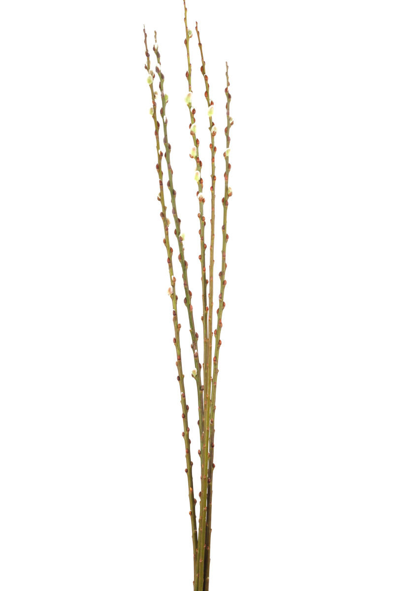 Thumbnail: Pussy Willow 5-6ft
