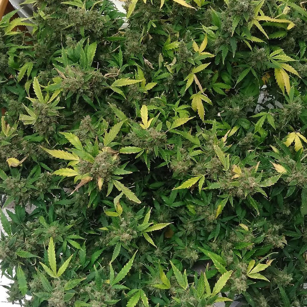 Thumbnail: Charlotte's Yesterdream