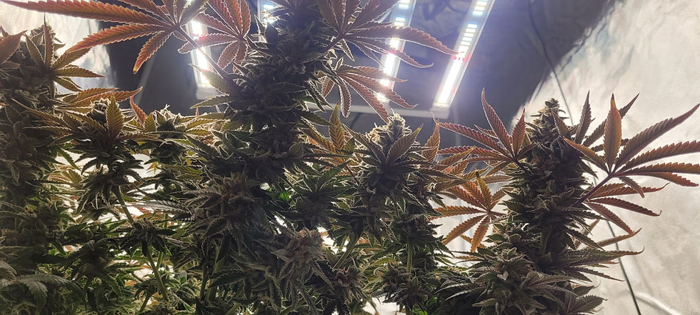 Thumbnail: Peanut Butter Haze