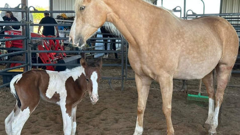 horses_abilene_tx_veterans.jpeg