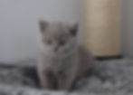 Duchesse - 4 semaines