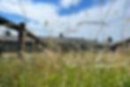 Green pasture with flowers and a fence line on the left and blue sky with clouds beyond.