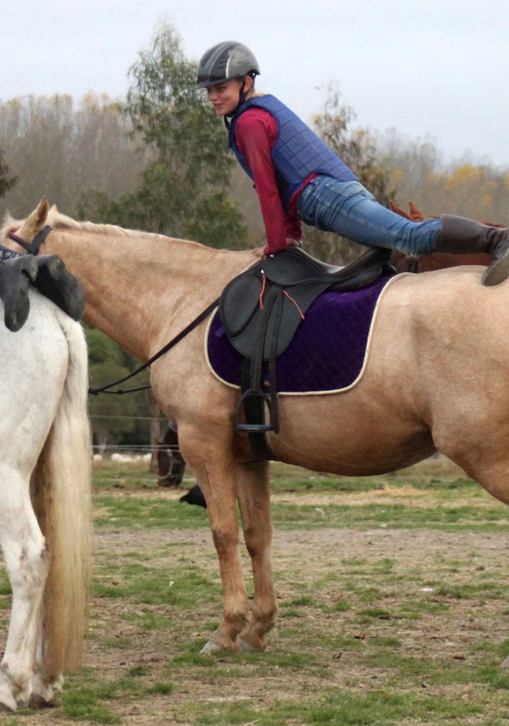 Horse Barrington Farm Equestrian