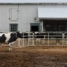 Ultra-Archaea is a natural solution for agricultural waste, breaking down organic waste, reducing odors, and improving soil health. Safe and eco-friendly for farms