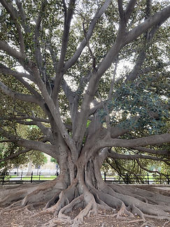 Constellations Systémiques - Elisabeth Crot