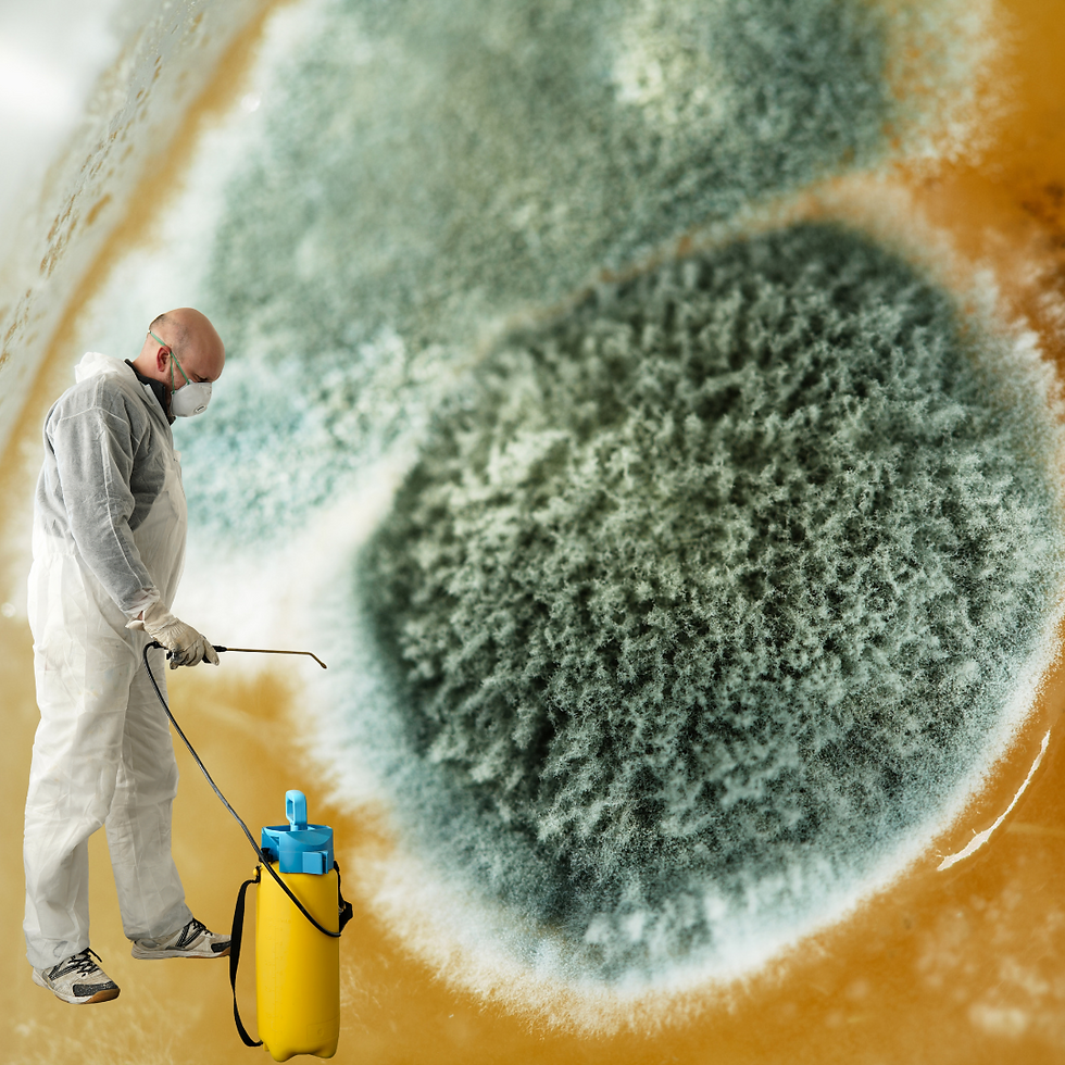 Man spraying chemicals and fuzzy mold IMAGE created by AASP THEY MATTER