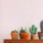 Descubre el Encanto de Tener Cactus en Casa: 7 Razones para Hacerlo