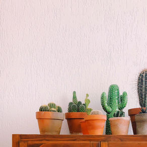 Descubre el Encanto de Tener Cactus en Casa: 7 Razones para Hacerlo